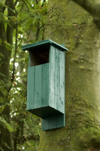 Large Bird Box