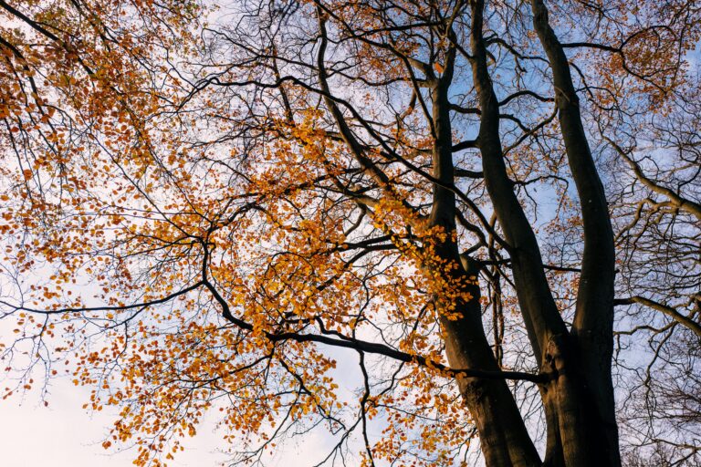 Approaching Autumn