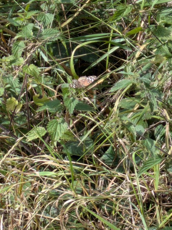 Speckled Wood Butterfly