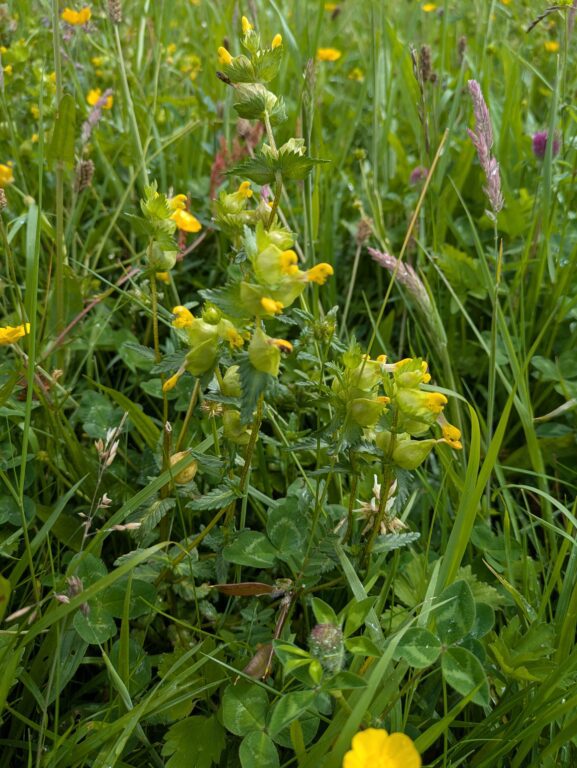 Yellow Rattle
