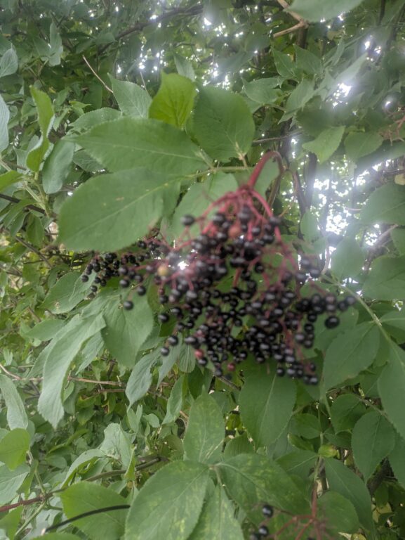 Elder Tree
